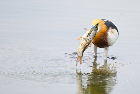Javan Pond Heron  ( Ardeola specious ) eating fish ,bird in thailand