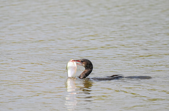 Little Cormorant(Techybaptus ruficollis) eat fish,bird in thailand
