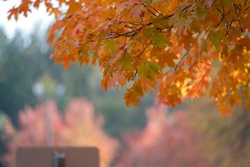 Autumn nature in North Carolina mountain woods © bilanol