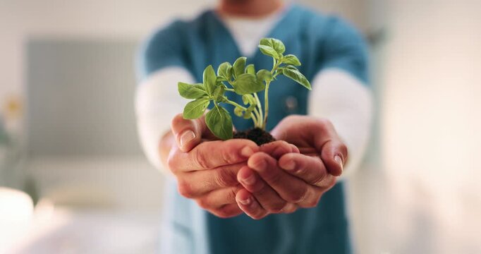 Nurse, hands and plant in hospital for natural growth, sustainability or eco friendly service. Medical person, employee and progress with sapling for conservation, development and support in clinic