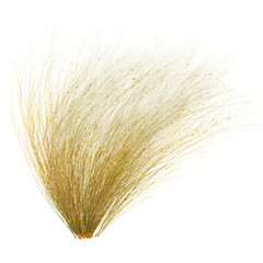 Fototapeta premium Isolated Mexican feather grass on transparent canvas