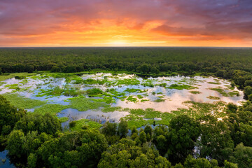 Naklejka premium Florida wetlands with water between green wild vegetation. Tropical ecosystem at sunset