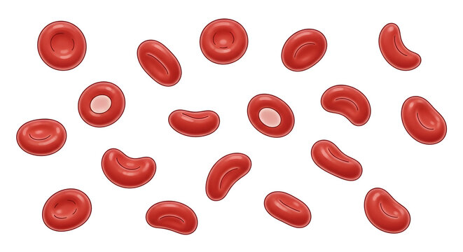 Red blood cells under microscope illustration