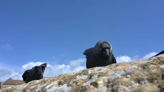 Jackdaws (Corvus monedula) fighting over seeds left on top of a stone wall. May, Kent, UK [Slow motion x10]