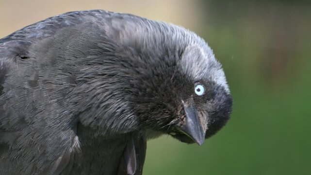Jackdaw (Corvus monedula) scratching its head to get of dust and leaves. May, Kent, UK [Slow motion x5]