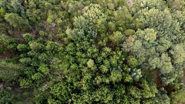 Top down view of autumn forest, aerial shot in forest Drones fly over pine trees and yellow canopies Zoom in colorful textures in nature Flight over forests, moving natural background 4k