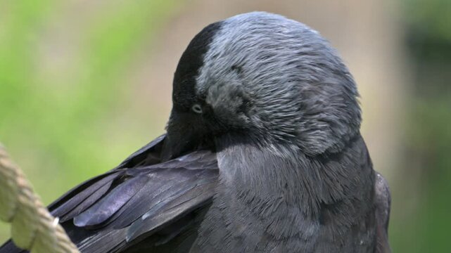 Jackdaw (Corvus monedula) preening its feathers in closeup. May, Kent, UK [Slow motion x5]