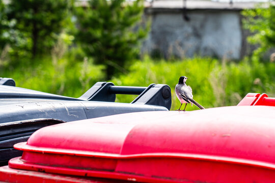 A Striking Scene of a Bird Perched on Colorful Trash Bins Amidst Lush Greenery, Showcasing Nature's Resilience in Urban Settings