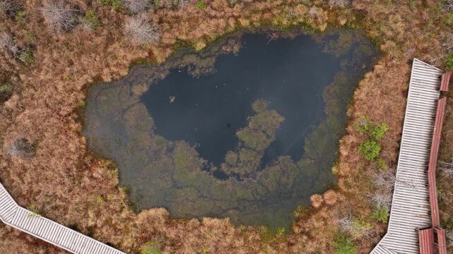 Overhead aerial view of a dark peat pool and boardwalk in an open bog, Tinovul Mohos, Harghita, Romania.