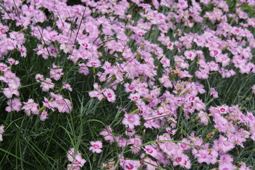 Obraz premium Pink dianthus flowers blooming abundantly in a garden setting, showcasing delicate petals and green grass surrounding the vibrant floral display