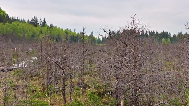 Aerial drone view of a peat bog with bare dead trees and a green hillside, Tinovul Mohos, Harghita, Romania.