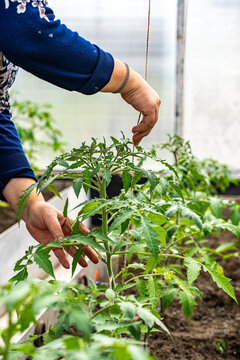 Growing Tomato Plants: A Hands-On Approach for Cultivating Healthy Vegetables in a Greenhouse Setting