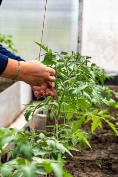 Careful Pruning of Tomato Plants to Encourage Healthy Growth and Productivity in a Greenhouse Environment