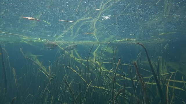 A serene underwater shot capturing freshwater fish swimming gracefully among submerged aquatic plants and fallen branches under bright surface light