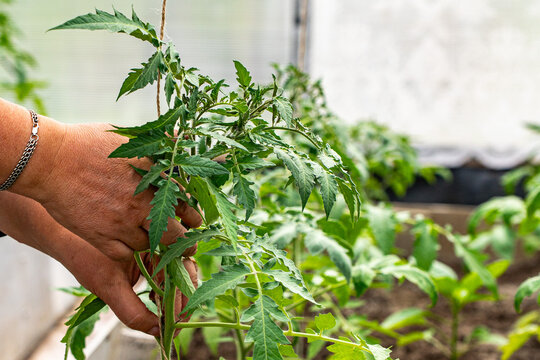 Nurturing Green Life: A Gardener's Hand Gently Supports a Tomato Plant, Showcasing the Beauty of Growth and Care in a Lush Greenhouse Environment