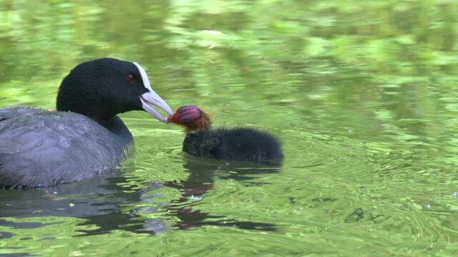 Coot (Fulica atra) young chick being fed by a parent. May, Kent, UK [Slow motion x4]