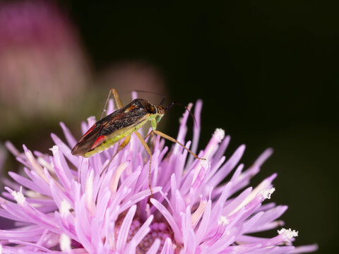 Biology - Macro of Bugs - Closterotomus trivialis - Little Grashopper on a Purple Flower