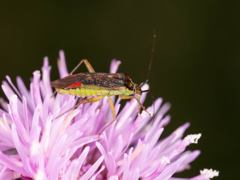 Biology - Macro of Bugs - Closterotomus trivialis - Little Grashopper on a Purple Flower