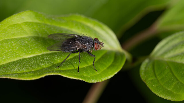 Biology - Calliphora vicina - Blue Bottle Fly Macro