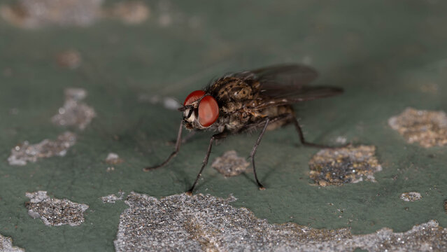 Biology - Macro of Flys - Anthomyiidae - Special Fly