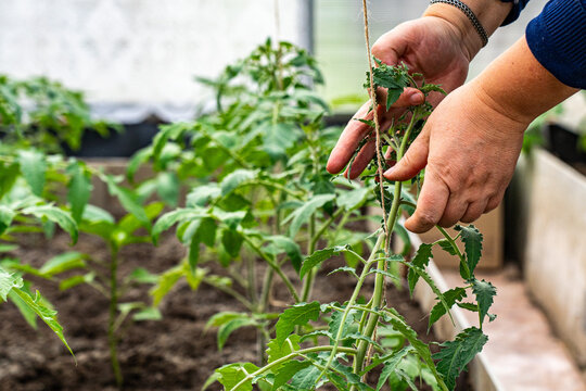Hands Tending to Young Tomato Plants in a Greenhouse, Ensuring Healthy Growth and Sustainable Gardening Practices for a Lush Harvest