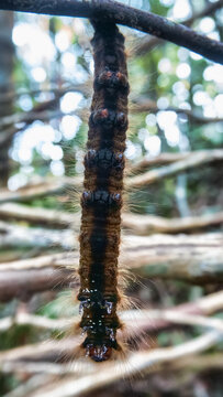 This is like tussock moths Lymantria 8 centimetre giant caterpillar, Erebidae plant pests in the tropical forest of the Malay Peninsula. Dry season