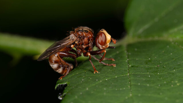 Biology - Macro of Insects - Andrena scotica - Chocolate Mining-Bee on a green Leaf