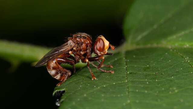 Biology - Macro of Insects - Andrena scotica - Chocolate Mining-Bee on a green Leaf
