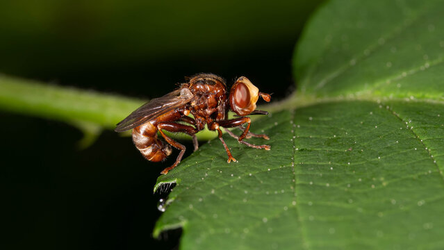 Biology - Macro of Insects - Andrena scotica - Chocolate Mining-Bee on a green Leaf