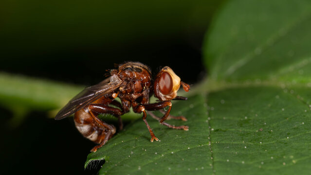 Biology - Macro of Insects - Andrena scotica - Chocolate Mining-Bee on a green Leaf