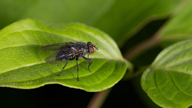 Biology - Calliphora vicina - Blue Bottle Fly Macro