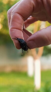 A stag beetle in the wild. Selective focus.