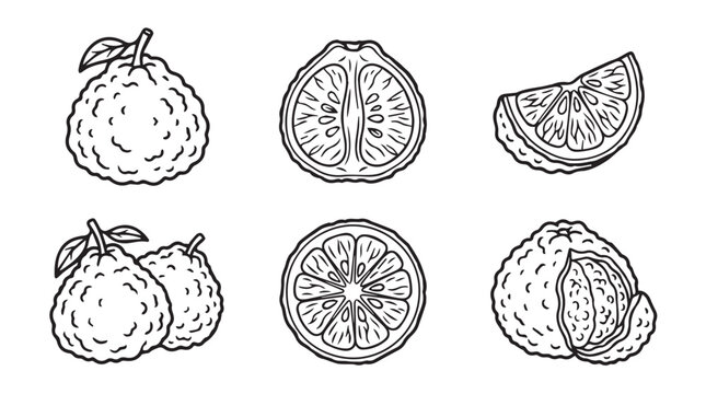 Bergamot fruit set hand-drawn sketch illustrations including whole and sliced citrus fruit in monochrome style bergamot illustration monochrome botanical ingredient collection agriculture