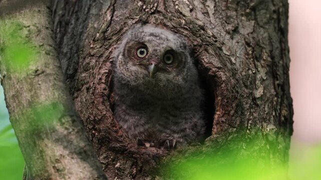 A screech owl in a tree