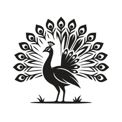 Fototapeta premium Majestic peacock with fanned tail feathers graphic feathers wildlife majestic