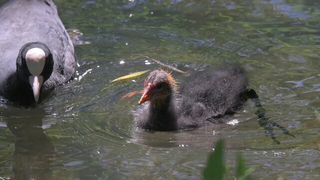 Coot (Fulica atra) chick being fed by both parents. May, Kent, UK [Half speed]