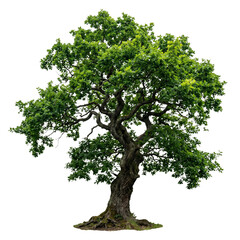 Obraz premium Large green oak tree with dense leaves isolated on transparent background
