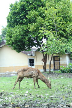 A male deer grazing on green grass in a park.