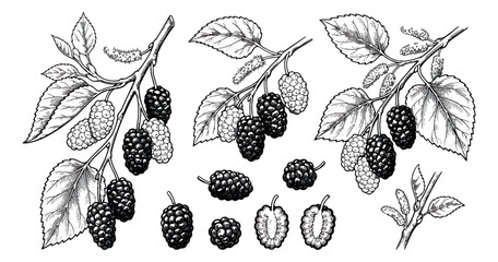 Vintage mulberry branch sketch collection, hand drawn botanical berry illustrations, black and white fruit engraving vector set © sajida