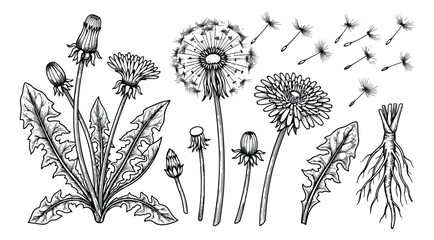 Vintage dandelion botanical illustration set, hand drawn floral elements with seeds and roots, black and white garden weed vector clip art © sajida