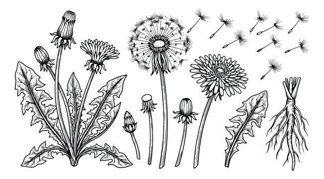 Vintage dandelion botanical illustration set, hand drawn floral elements with seeds and roots, black and white garden weed vector clip art