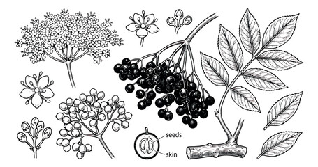 Vintage elderberry botanical illustration set, hand drawn sambucus nigra berries and flowers, black and white medicinal herb vector engravings © sajida
