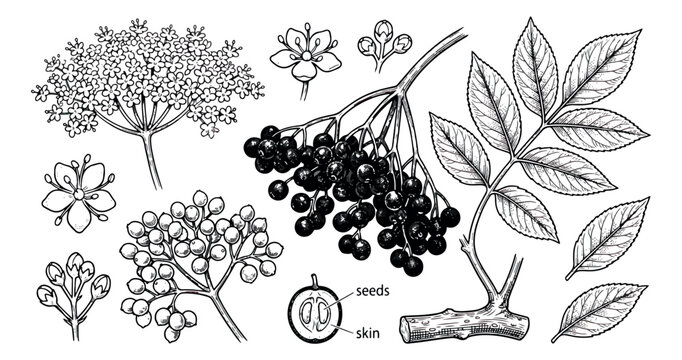 Vintage elderberry botanical illustration set, hand drawn sambucus nigra berries and flowers, black and white medicinal herb vector engravings