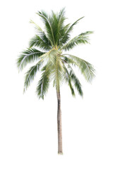 Fototapeta premium Palm tree or Coconut tree ,a green leaf isolation for summer background ,relax and vacation holiday summer concept 