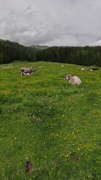 Cows at pasture on the italian alps