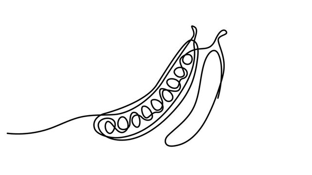 Animated self drawing of Continuous line drawing of two pea pods isolated on white background. Full length one line animation. 4K video