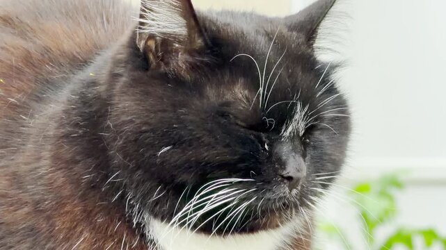 An extreme close-up shows a fluffy black cat with a white chest looking sideways. The majestic feline rests calmly in a bright outdoor environment.
