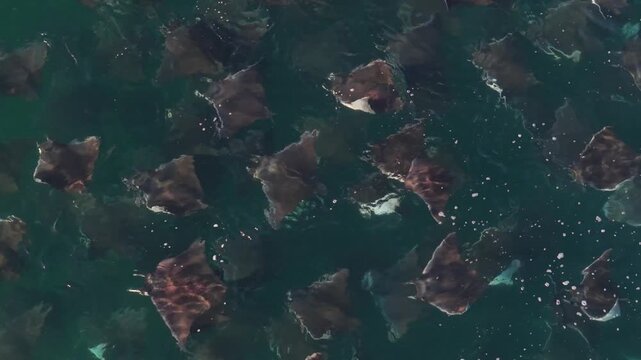 Large school of mobulas mobula jump and splash in the Sea of Cortez in Baja California Sur Mexico as they move through the water.