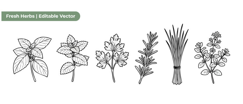 Fresh herbs vector line art sketches set featuring basil, mint, parsley, rosemary, chives, oregano icons isolated on white background for cooking, culinary, food design, botanical, gardening cook art.