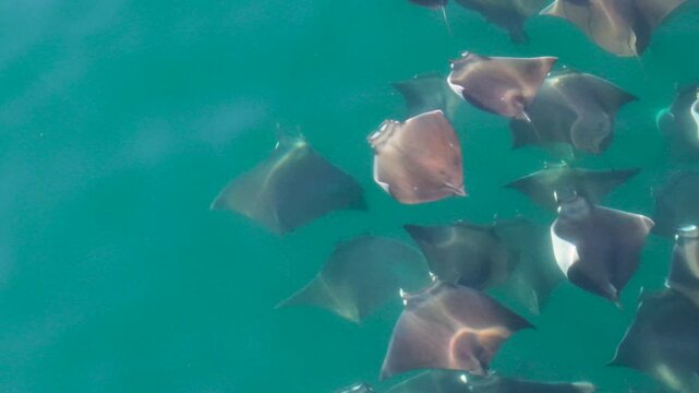 Watch a large school of mobulas mobula leap and splash in the Sea of Cortez off Baja California Sur Mexico.